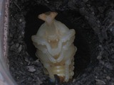 カブトムシ 幼虫〜さなぎ