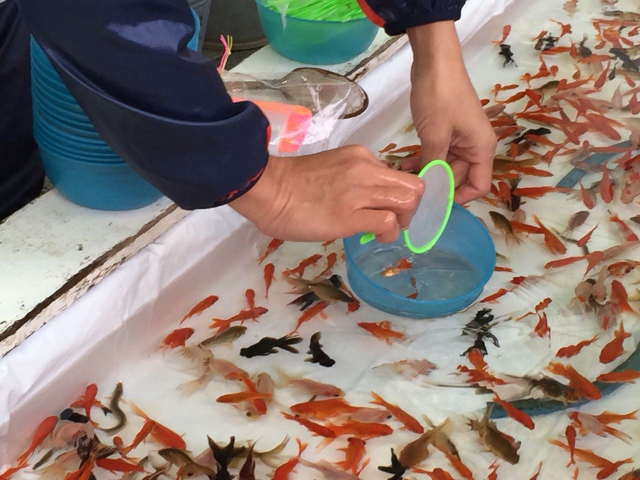 逗子駅前屋台村の金魚すくいの一考察 ーー Zushi 逗子 な生活 逗子駅前屋台村の金魚すくいの一考察 ーー Zushi 逗子 な生活