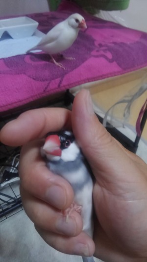 446