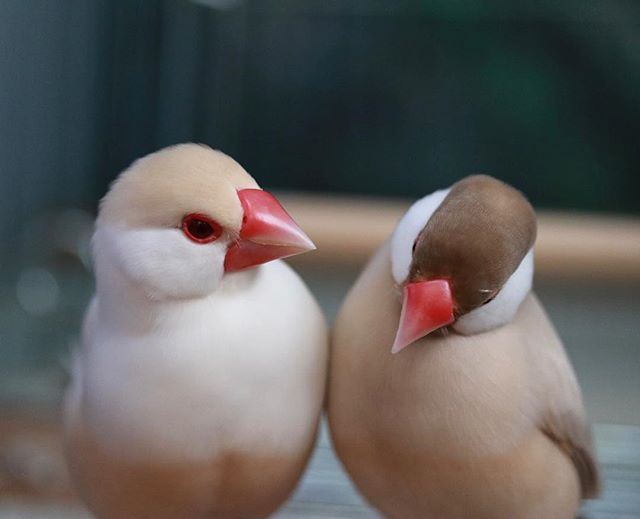 画像コレクションと壁紙 驚くばかり クリーム 文鳥 画像 画像コレクションと壁紙 驚くばかり クリーム 文鳥 画像