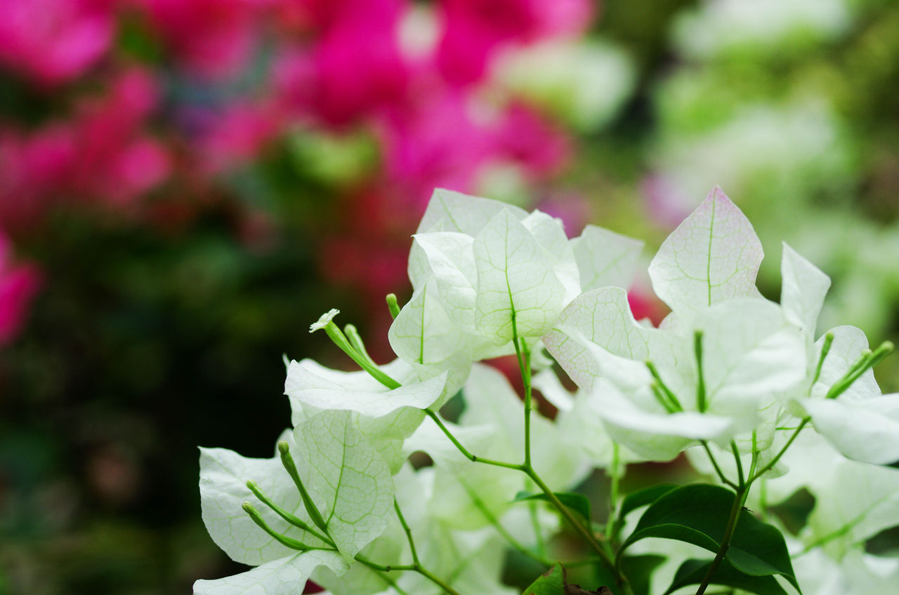 ブーゲンビリア 花図鑑 写真 花ずかん速報 ハナソク ブーゲンビリア 花図鑑 写真 花ずかん速報 ハナソク
