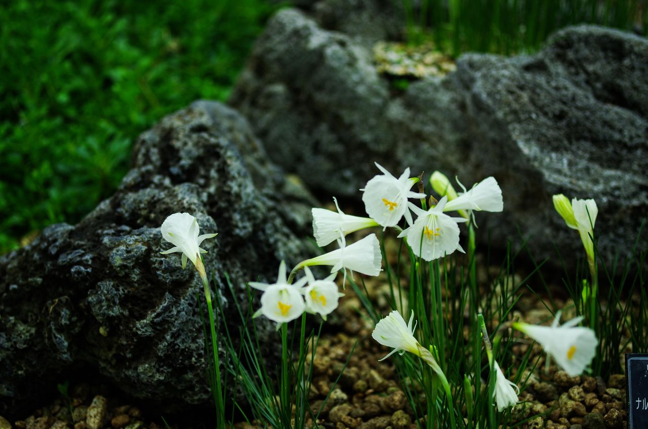 Livedoor Blogimg Jp Zuuzuu Hanazukan Imgs 1 1 1