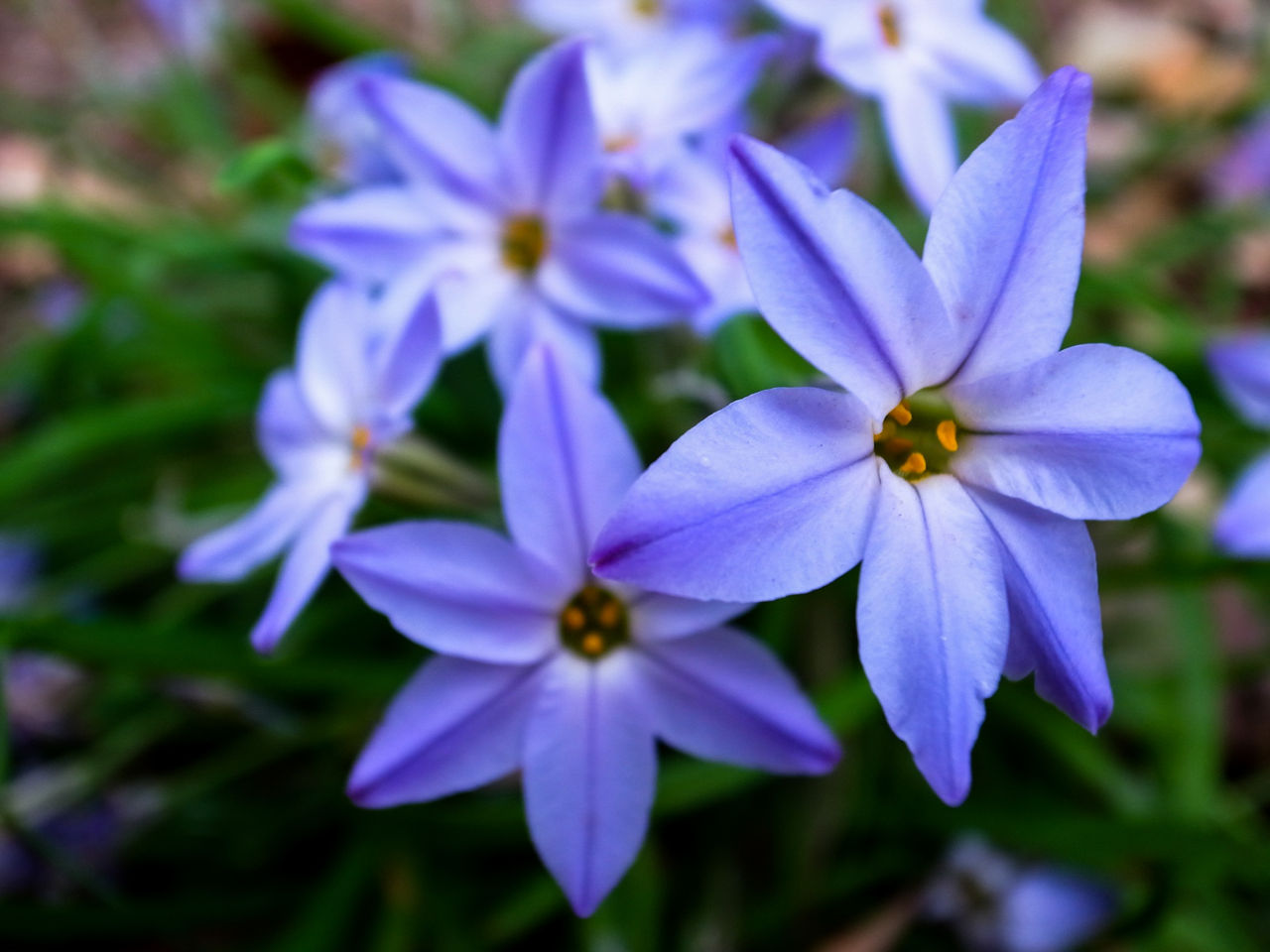ハナニラ 花韮 花図鑑 写真 花ずかん速報 ハナソク