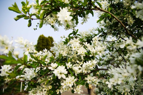 リキュウバイ（利休梅）鶴見緑地公園にて撮影