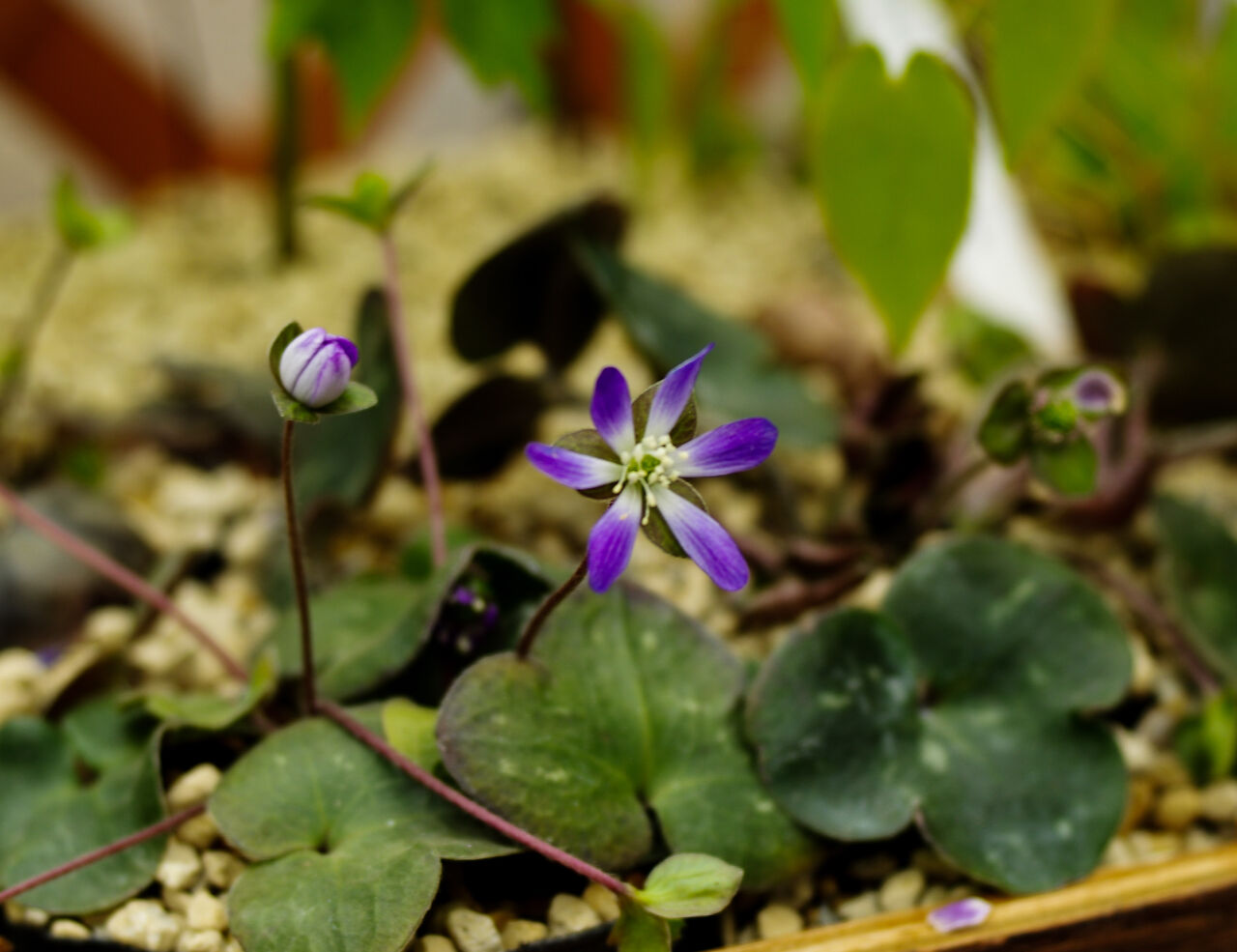 ユキワリソウ 雪割草 花図鑑 花ずかん速報 ハナソク ユキワリソウ 雪割草 花図鑑 花ずかん速報 ハナソク