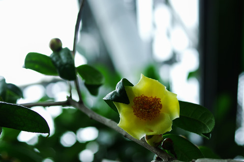 キンカチャ(金花茶)/花図鑑