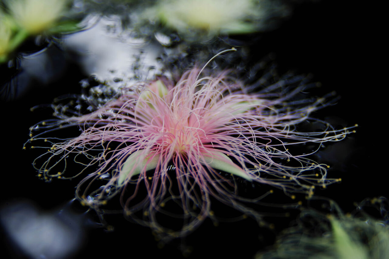 サガリバナ 下り花 花図鑑 花ずかん速報 ハナソク サガリバナ 下り花 花図鑑 花ずかん速報 ハナソク