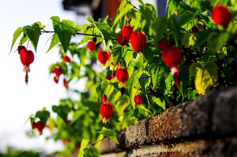 チロリアンランプ/花図鑑