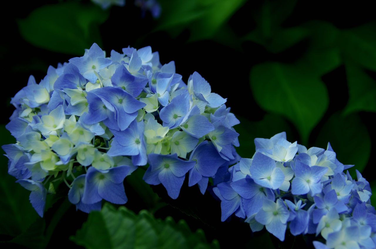 アジサイ 紫陽花 花図鑑 花ずかん速報 ハナソク
