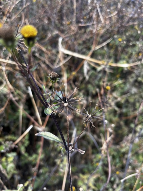 コセンダングサ(小栴檀草) 種子