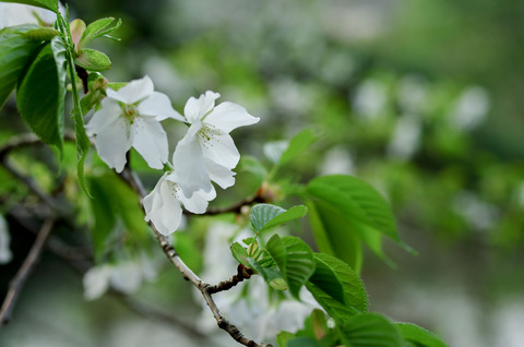 オオシマザクラ