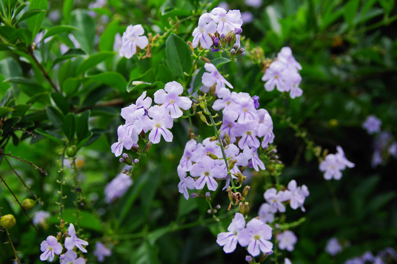デュランタ 花図鑑 花ずかん速報 ハナソク