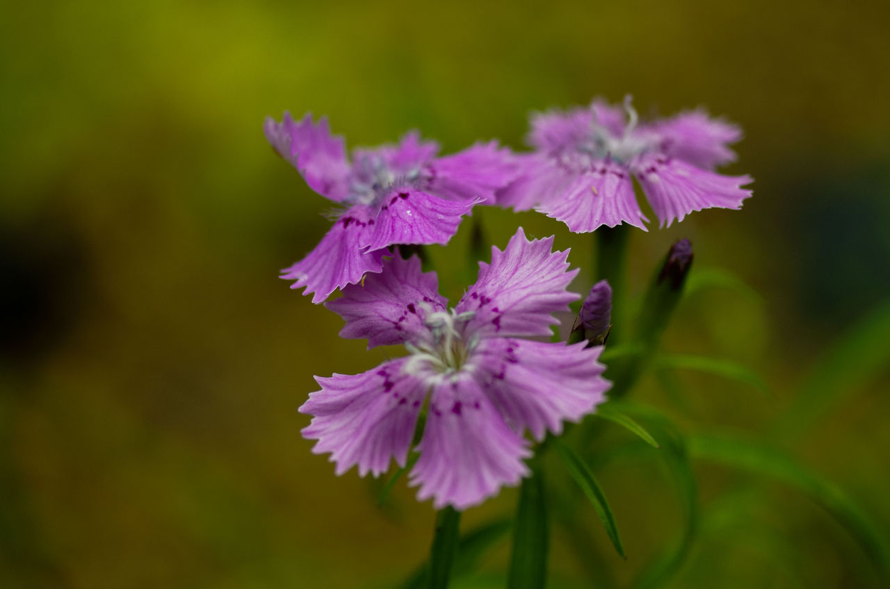 ナデシコ 撫子 花図鑑 花ずかん速報 ハナソク