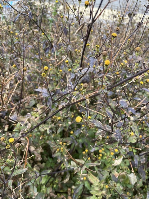 コセンダングサ(小栴檀草)