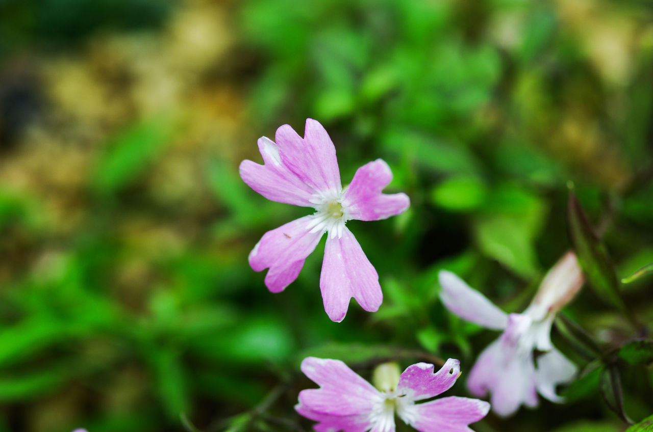 タカネビランジ 花図鑑 花ずかん速報 ハナソク タカネビランジ 花図鑑 花ずかん速報 ハナソク