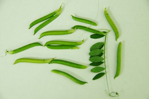 烏野豌豆/花図鑑