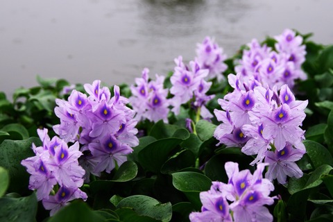 ホテイアオイ（群生）