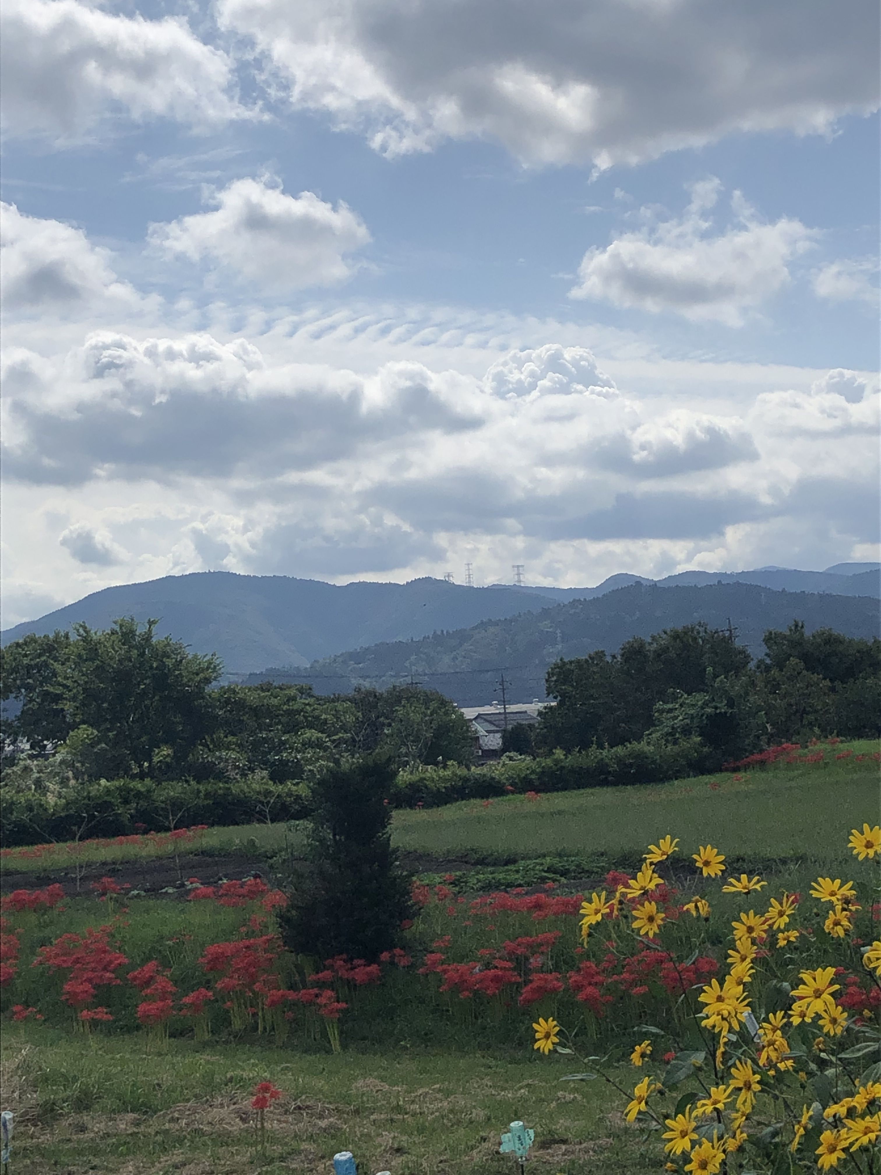 左近花 こころの森 左近花 こころの森