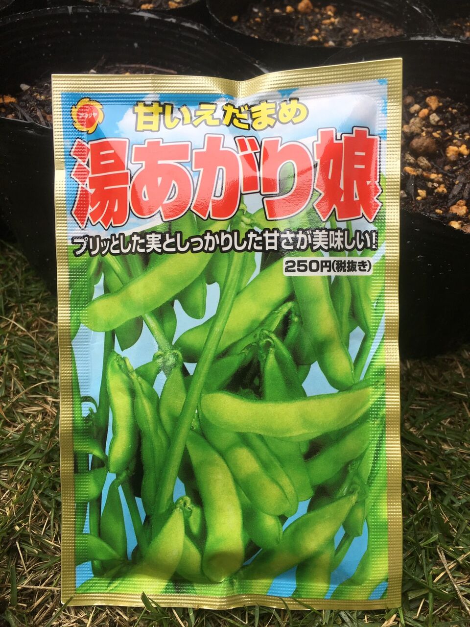 家庭菜園 枝豆の播種リベンジ Nkブログ