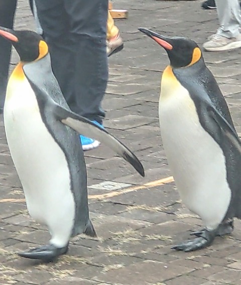 MOV_8186_exported_14751~2