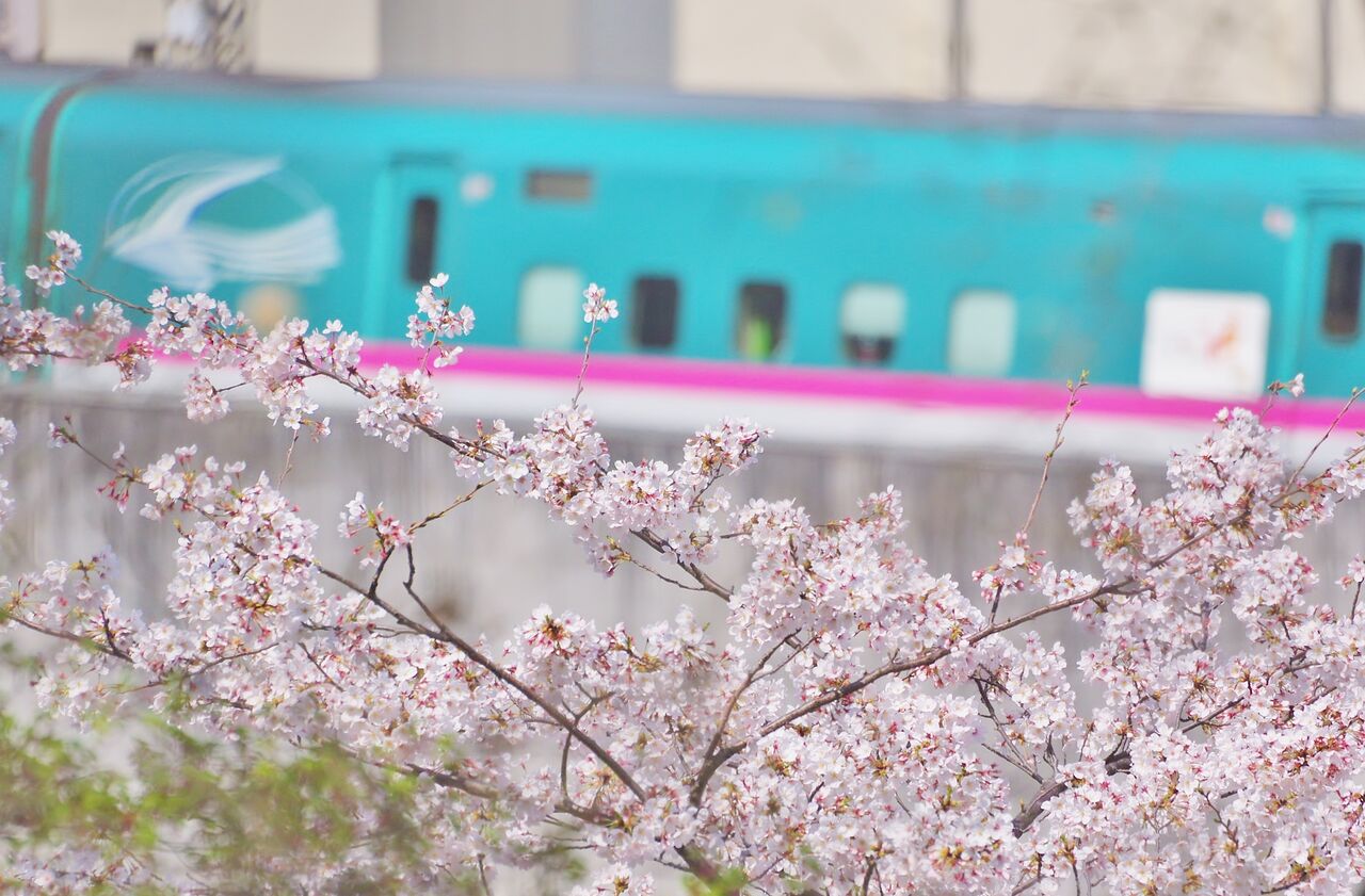 桜と都電と新幹線 In 飛鳥山公園 れいるのおと