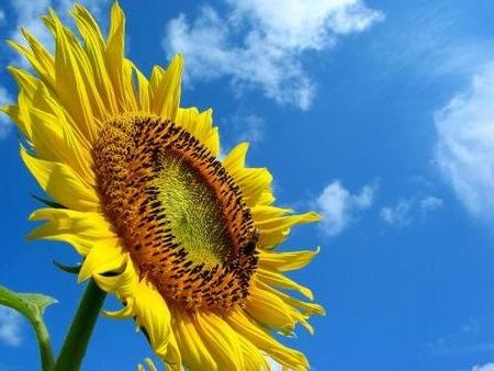 【熱中症対策】僕はとてつもなく顔と頭が大きく市販の帽子はほぼ被ることができません