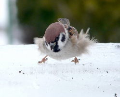 鳥さんかわいい鳥さん