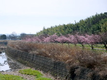IMGP3460