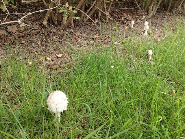 可愛いキノコ 漂えど沈まず 可愛いキノコ 漂えど沈まず