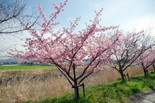 IMGP3455