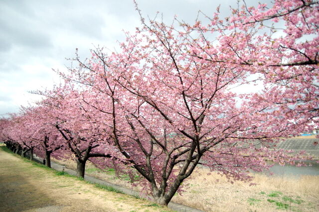 岡崎 葵桜 8分咲き 漂えど沈まず