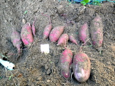 DSCF6707