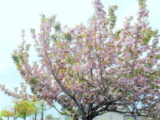 DSCF7364