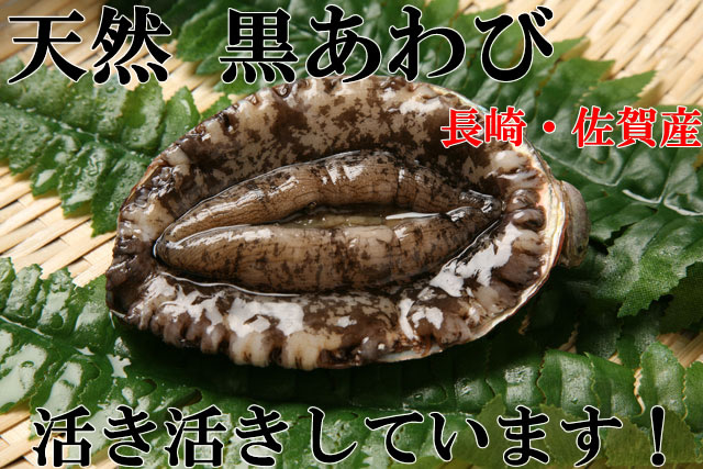 磯の鮑の片思い 漂えど沈まず ロード初心者のピナレロ日記