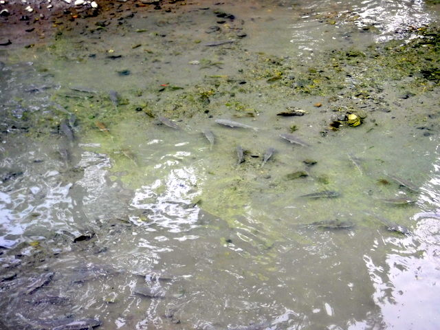出世魚 ボラ トド 漂えど沈まず ロード初心者のピナレロ日記 出世魚 ボラ トド 漂えど沈まず ロード初心者のピナレロ日記