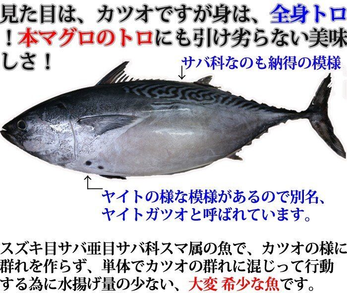 豊漁 美味 幻のカツオ 漂えど沈まず 豊漁 美味 幻のカツオ 漂えど沈まず