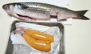 出世魚 ボラ トド 漂えど沈まず ロード初心者のピナレロ日記 出世魚 ボラ トド 漂えど沈まず ロード初心者のピナレロ日記