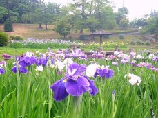 花菖蒲_東公園