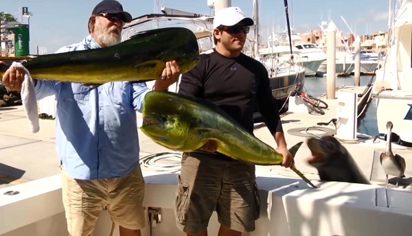 Sea-Lion-stealing-Monster-fish