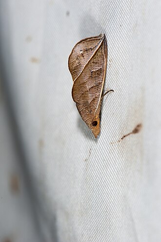 Calyptra_orthograpta_(2