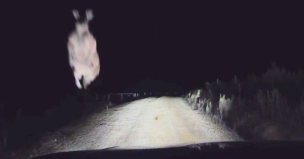 kangaroo-attack-car-dash-cam-ll3