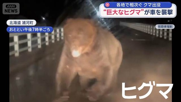 日本で巨大なヒグマが車を襲撃する映像が話題に