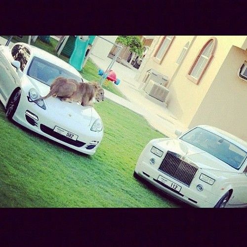 phantom-panamera-lion