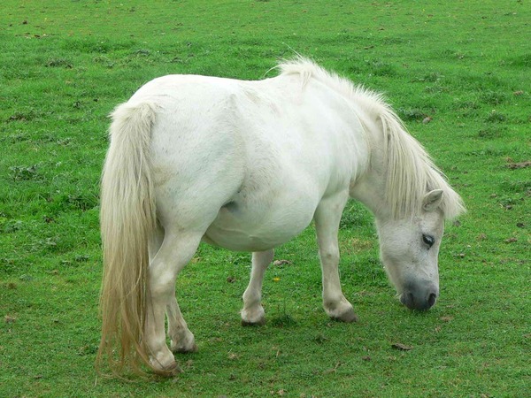 poeni