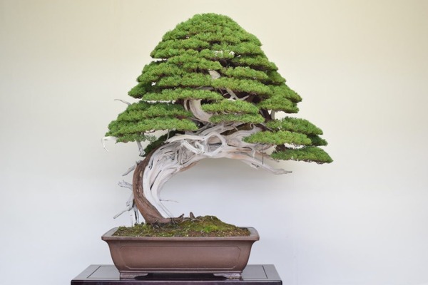 200K-Juniper-Bonsai1-1024x683