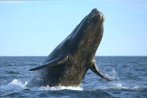 blue-whale