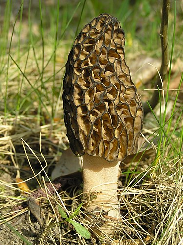 Morchella_conica