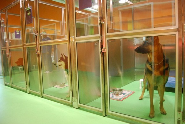 Dog_Boarding_Rooms_5