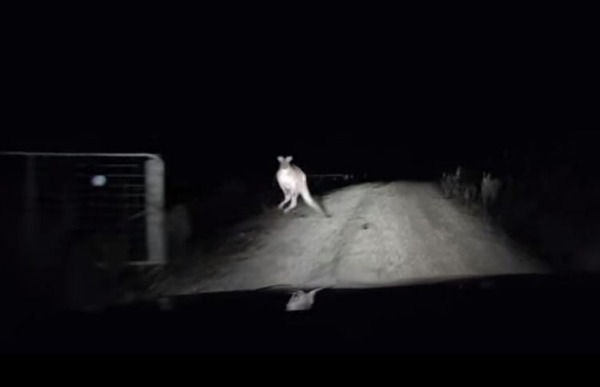 kangaroo-attacks-car
