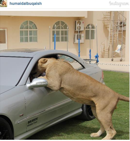 Rich-Guys-With-Lions-11-_svaa